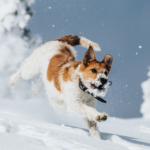 Red and white dog running through snow